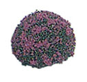 Dollhouse Miniature Blossom Bush 1-1/2In Purple 2Pcs